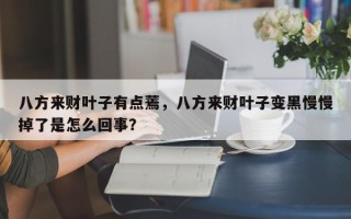 八方来财叶子有点蔫，八方来财叶子变黑慢慢掉了是怎么回事？