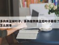 多肉换盆掉叶子，多肉植物换盆后叶子萎缩了怎么回事