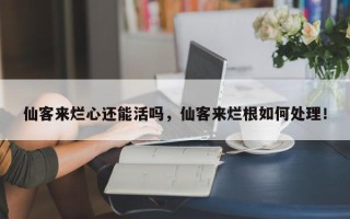 仙客来烂心还能活吗，仙客来烂根如何处理！