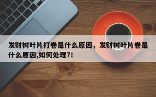 发财树叶片打卷是什么原因，发财树叶片卷是什么原因,如何处理?！