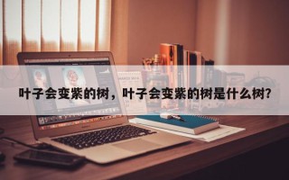 叶子会变紫的树，叶子会变紫的树是什么树？