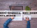 像荷叶一样的植物叫什么，像荷叶一样的植物叫什么,果实像石榴