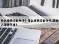 什么植物没有叶子？什么植物没有叶子,跟仙人掌差不多？