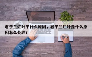 君子兰烂叶子什么原因，君子兰烂叶是什么原因怎么处理？