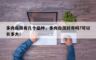 多肉白凤有几个品种，多肉白凤好养吗?可以长多大！