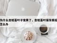 为什么吉娃莲叶子变黄了，吉娃莲叶插生根后怎么办