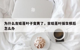 为什么吉娃莲叶子变黄了，吉娃莲叶插生根后怎么办