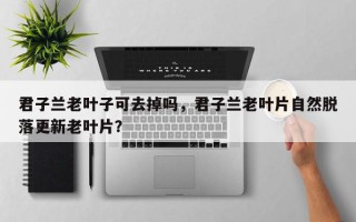 君子兰老叶子可去掉吗，君子兰老叶片自然脱落更新老叶片？