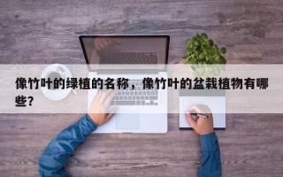像竹叶的绿植的名称，像竹叶的盆栽植物有哪些？