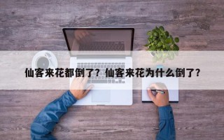 仙客来花都倒了？仙客来花为什么倒了？