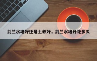 剑兰水培好还是土养好，剑兰水培开花多久