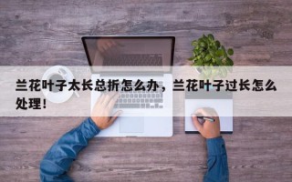 兰花叶子太长总折怎么办，兰花叶子过长怎么处理！