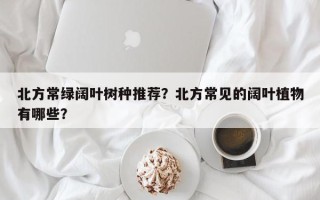 北方常绿阔叶树种推荐？北方常见的阔叶植物有哪些？