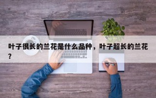 叶子很长的兰花是什么品种，叶子超长的兰花？