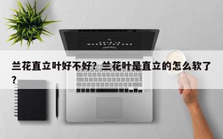 兰花直立叶好不好？兰花叶是直立的怎么软了？