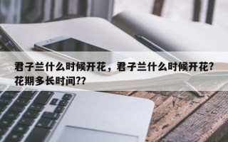 君子兰什么时候开花，君子兰什么时候开花?花期多长时间?？