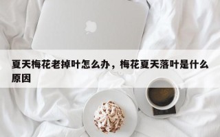 夏天梅花老掉叶怎么办，梅花夏天落叶是什么原因