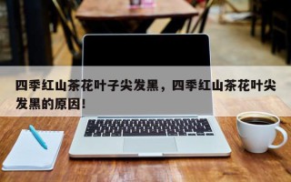 四季红山茶花叶子尖发黑，四季红山茶花叶尖发黑的原因！