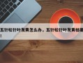 五针松针叶发黄怎么办，五针松针叶发黄枯萎！