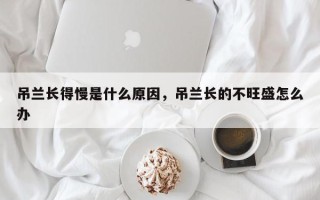 吊兰长得慢是什么原因，吊兰长的不旺盛怎么办
