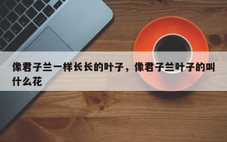 像君子兰一样长长的叶子，像君子兰叶子的叫什么花