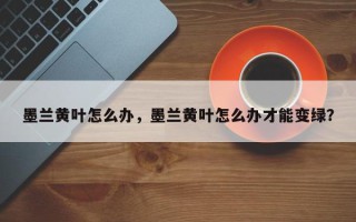 墨兰黄叶怎么办，墨兰黄叶怎么办才能变绿？
