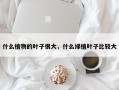 什么植物的叶子很大，什么绿植叶子比较大