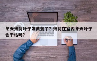 冬天薄荷叶子发黄蔫了？薄荷在室内冬天叶子会干枯吗？