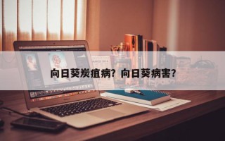 向日葵炭疽病？向日葵病害？
