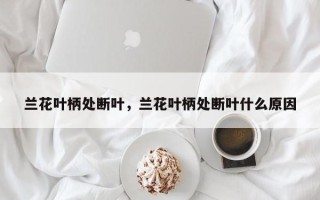 兰花叶柄处断叶，兰花叶柄处断叶什么原因