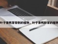 叶子像鸭掌带刺的植物，叶子像鸭脚掌的植物