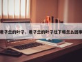君子兰的叶子，君子兰的叶子往下塌怎么回事
