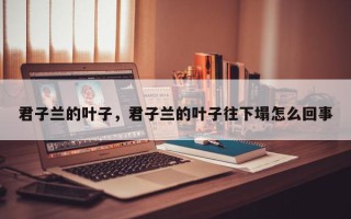 君子兰的叶子，君子兰的叶子往下塌怎么回事