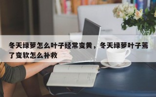 冬天绿萝怎么叶子经常变黄，冬天绿萝叶子蔫了变软怎么补救