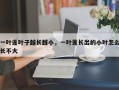 一叶莲叶子越长越小，一叶莲长出的小叶怎么长不大