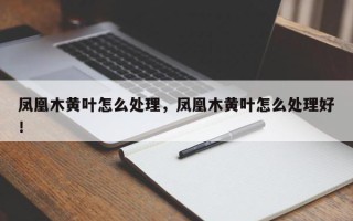 凤凰木黄叶怎么处理，凤凰木黄叶怎么处理好！