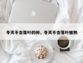 冬天不会落叶的树，冬天不会落叶植物