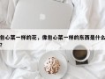 包心菜一样的花，像包心菜一样的东西是什么？