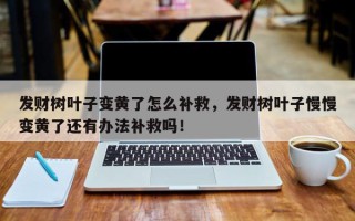 发财树叶子变黄了怎么补救，发财树叶子慢慢变黄了还有办法补救吗！