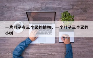 一片叶子有三个叉的植物，一个叶子三个叉的小树