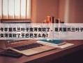 冬季蟹爪兰叶子变薄变软了，夏天蟹爪兰叶子变薄变软了干巴巴怎么办？