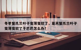 冬季蟹爪兰叶子变薄变软了，夏天蟹爪兰叶子变薄变软了干巴巴怎么办？