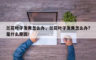 兰花叶子发黄怎么办，兰花叶子发黄怎么办?是什么原因！