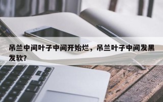 吊兰中间叶子中间开始烂，吊兰叶子中间发黑发软？