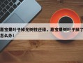 嘉宝果叶子掉光树枝还绿，嘉宝果树叶子掉了怎么办！