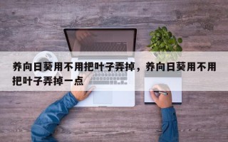 养向日葵用不用把叶子弄掉，养向日葵用不用把叶子弄掉一点