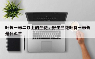 叶长一米二以上的兰花，野生兰花叶有一米长是什么兰