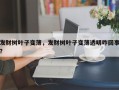 发财树叶子变薄，发财树叶子变薄透明咋回事？
