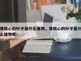 像桃心的叶子是什么植物，像桃心的叶子是什么植物呢！