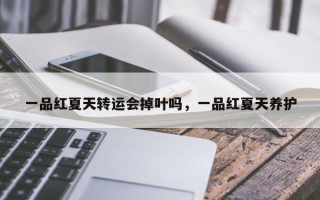 一品红夏天转运会掉叶吗，一品红夏天养护